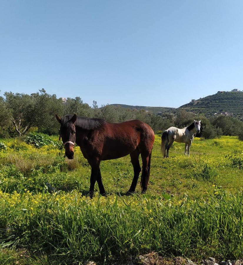 Myparadise-Farm Villa In The Centre Of South Crete Kalamáki Kültér fotó
